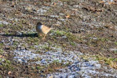 Doğada yere tüneyen Robin Bird 'ün yakın çekimi.