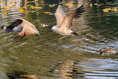 Gölette uçan kaz, yaban hayatı kuşları