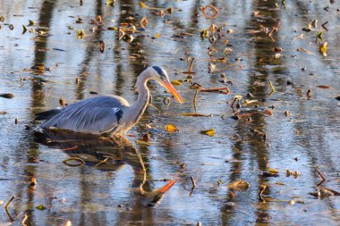 Büyük gri balıkçıl, uzun boyunlu, gölette balık avlıyor.