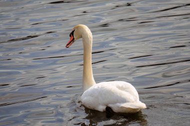 beautiful white swan floating on calm water lake