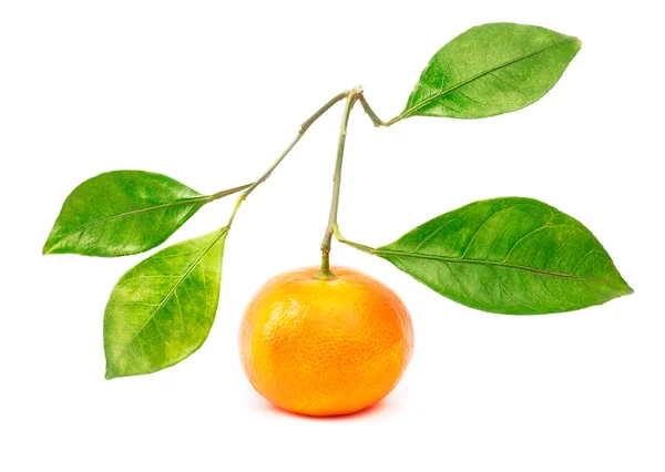 Tangerine with four leafs isolated — Stock Photo, Image