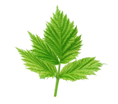 İzole genç ahududu yaprağı