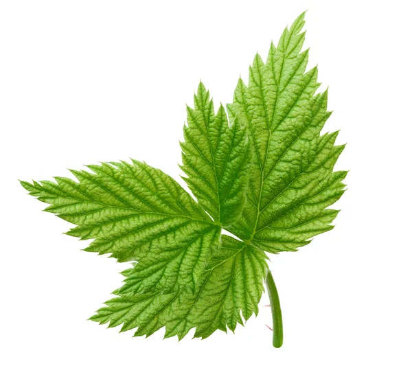 İzole genç ahududu yaprağı