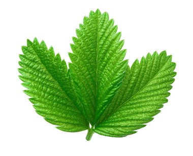 İzole genç çilek yaprağı