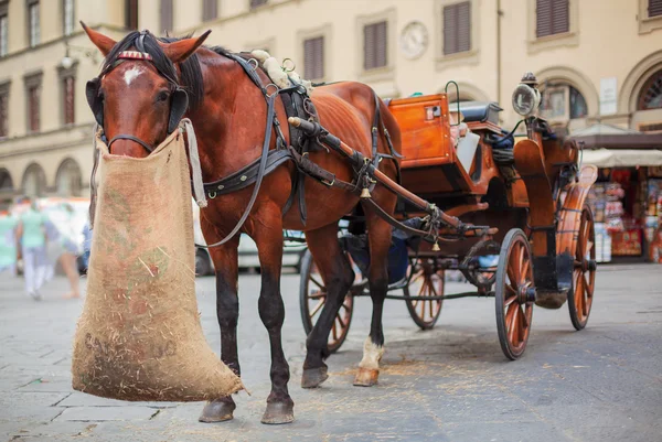 Jüt çantasından yulaf yeme at