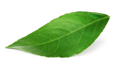 turuncu yaprak izole