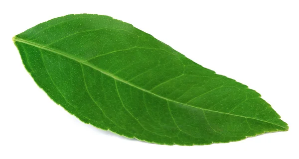 Orange leaf isolated — Stock Photo, Image