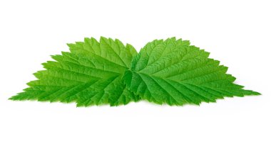 Genç ahududu izole yapraklar