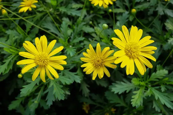 Weergave van de wilde bloemen van een gele daisy met groene sloot — Stockfoto