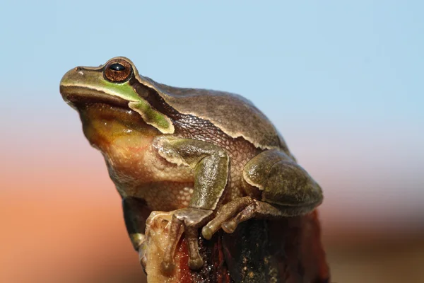 Levelibéka (Berke arborea) — Stock Fotó