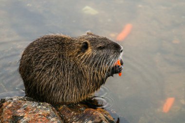 Coypu, Nehir faresi