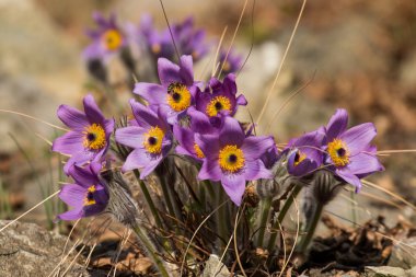 Pulsatilla bitkilerin çiçeklenme
