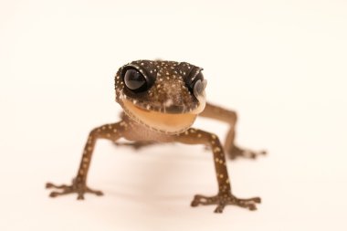 Paroedura masobe gecko
