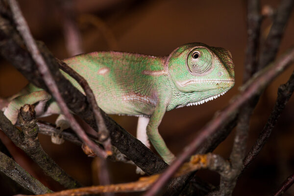 Young chameleon detail