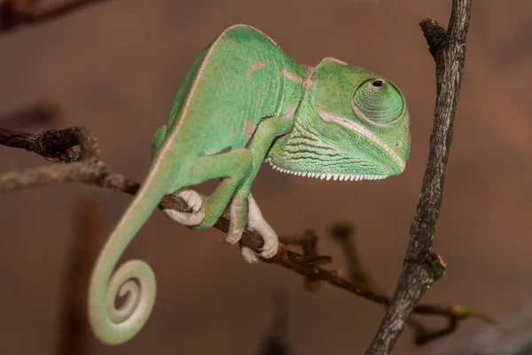 Jeune caméléon détail — Photo