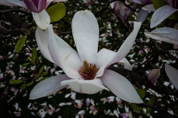 Magnolia άνθος λεπτομέρεια — Φωτογραφία Αρχείου