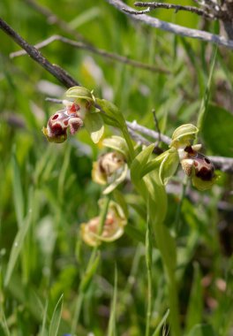 İlkbaharda, Kıbrıs 'ta vahşi orkideler açmaya başlar ve bazı türler dünyanın başka hiçbir yerinde bulunmaz. Adanın doğası bu mevsimde özellikle keyiflidir.. 