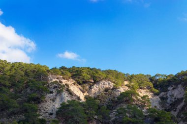 Genç çam ağaçlarıyla manzaralı dağ manzarası. Dağ zirvelerinde gölgeler ve ışık oyunu.