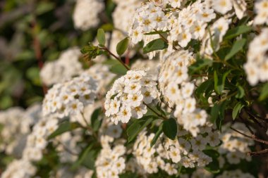 Spirea, çevrenizde yeşil çit oluşturmak için en iyi bitkilerden biridir. Genellikle 2 metreden fazla büyümez ve çok güzel çiçekleri vardır..
