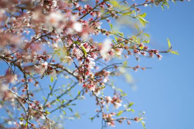 Genç yeşil yapraklı badem dalları ve mavi gökyüzüne karşı beyaz çiçekler. Bahar geldi, her şey uyanıyor ve çiçek açıyor. Yürüyüş ve kamp için en iyi zaman..
