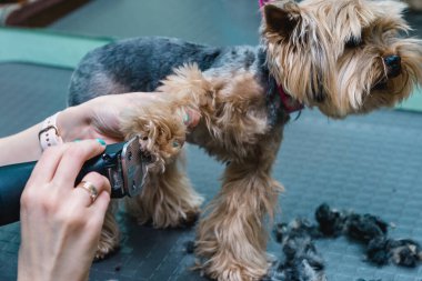 Yorkshire Teriyeri saçını kestiriyor.