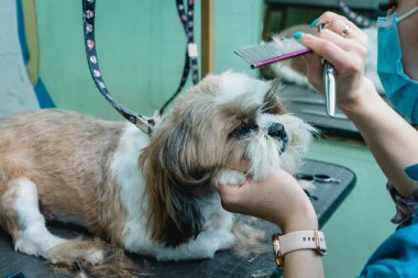 Shih Tzu köpeğini tımar ediyorum.
