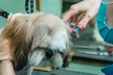 Shih Tzu köpeğini tımar ediyorum.