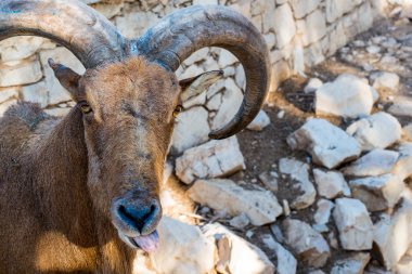Fas kunduzdan oluşur portre kadar kapatın