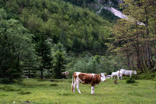 Paysage idyllique dans les Alpes avec vaches pâturant en vert frais m — Photo