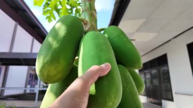 Ağaçtaki Yeşil Papayaların Dönen Çekimi