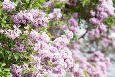 Çiçek konsepti için güneşli bir yaz gününde gür kokulu pembe leylak çiçekleri.