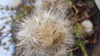 Kurumuş çiçekler, bir zamanlar tamamen canlıydı, şimdi kavrulmuşa benziyorlar ama yumuşak, bulanık, doğal ışıklandırılmış arka planda duran inciye benzer bir parıltıya sahipler.