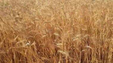 Geniş bir altın buğday tarlası, her bir sapı olgun tahıllarla dolu, rüzgarda hafifçe sallanıyor güneş tarlaya ışığı saçarken, mahsulün olgunlaştığının ve hasat edilmeye hazır olduğunun bir işareti.