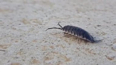 Etkileyici bir Titan izopod (Porcellio hoffmannseggii) kamera onu takip ederken doğal ortamında zarifçe hareket eder ve karmaşık dış iskeletini ve büyüleyici davranışını gözler önüne serer.