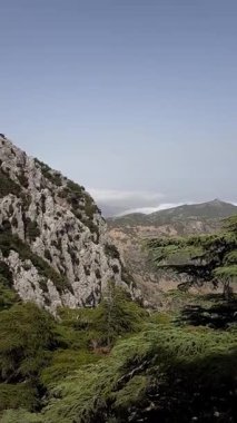 Nesli tükenmekte olan Atlas sedir ağaçları arasında Rif Dağları 'nda yer alan kuzeybatı Fas' taki Hafat Zeltane Parkı 'ndaki olay yeri. Cedrus Atlantica, Rif ve Atlas aralıklarında yetişir, buna Hafat Zeltane de dahil 1821 metrede yetişir.