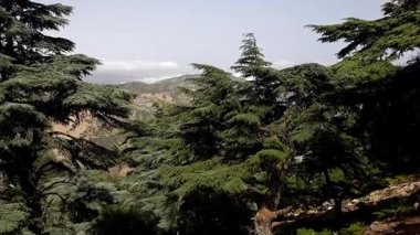 Nesli tükenmekte olan Atlas Sedir (Cedrus Atlantica) arasında Rif Dağları 'ndaki Hafat Zeltane, Fas' ın kuzeybatısında yer alan bir sahne: Hafat Zeltane de dahil olmak üzere Rif ve Atlas Dağları 'nda yetişen türler