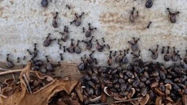 Bir grup karınca, yaklaşan kış için stoklarken güçlü çeneleri arasında tutulan kabuklu bir Ricinus komunis tohumu (Castor fasulyesi) taşır.