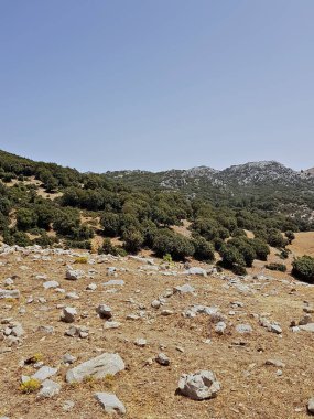 Yüksek, güneşli dağlarda, meşe ağaçları tepeleri kaplarken ön taraf küçük kayalarla dağılmış çıplak topraklara açılır. Parlak gün ışığı yeşil meşeleri ve ölen sarı otları gözler önüne seriyor..