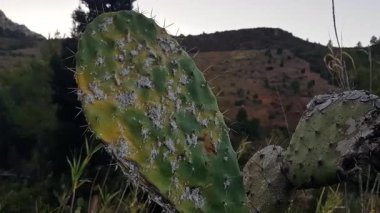 Beyaz mantarın dikenli bir armut kaktüsü boyunca yayıldığı vahşi yaşam sahnesi: soluk, kadife gibi yamalar dikenli pedleri boyayarak doğanın beklenmedik yaratıcılığını ortaya çıkarıyor.