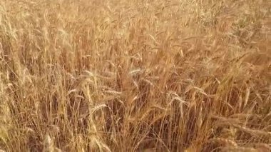 Altın buğday tarlasını süpüren bir manzara, her bir sapı olgunlaşmış tahılla eğilmiş ve rüzgarda hafifçe sallanıyordu. Dalgalar gibi dalgalanan tahıl başları, sapların ince dokusu