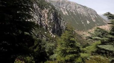 Hafat Zeltane 'de eski Atlas Sedir (Cedrus Atlantica) engebeli Montan yamaçlarına tutunan sahne. Bu yavaş büyüyen bitkiler 1500 ile 2500 metre arasındaki yüksekliklere hakim.
