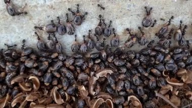 Yakın plan çekimde kabuklu bir Ricinus komunis tohumu (Castor fasulyesi) taşıyan bir grup karınca gelecek kış için sakladıkları güçlü çenelerine kenetlenir.