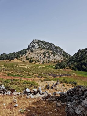 Cedrus Atlantic 'ten oluşan yüksek dağ manzarası engebeli bir tepede ardıç, çam ve meşe karışımının üzerinde yükselir. Açık gökyüzü ve parlak güneş ışığı ön planda panoramik dönümler gösteriyor