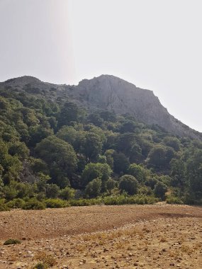 Yüksek dağlık arazide Cedrus Atlantica (Atlas sedir), panoramik dağ manzaralı, engebeli bir tepenin altında ardıç, çam ve meşe karışımından oluşan çeşitli bir gökyüzünün üzerinde yer alır..