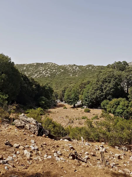 Ön planda bir grup meşe ağacının boş bir arazide yükseldiği yüksek bir dağ manzarası. Engebeli yamaçlar ve kudretli meşe ağaçları göze çarpıyor, açık gökyüzü ve uzak yamaçlar geniş bir çizgi oluşturuyor..