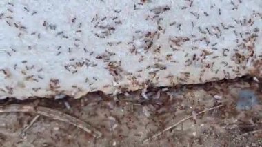 Aşırı yakın çekim bir turuncu karınca kolonisi yakalıyor. İşçiler ve askerler kanatları ile birlikte yürüyorlar. Yakın çekimler vücut dokusunu, bacakları, çene kemiğini ve hassas kanatları gösteriyor.