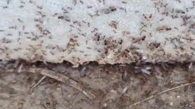 Aşırı yakın çekimler bir turuncu karınca kolonisini yakalar. İşçiler ve askerler birlikte yürüyor, bazılarının kanatları var. Detaylı çekimler vücut parçalarını, bacakları ve çene kemiklerini ve hassas kanatlarını ortaya çıkarıyor.