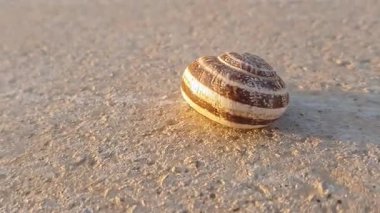Bir Akdeniz bahçe salyangozu (Eobania vermiculata) çimento zeminde durur, kabuğu sergilenen karmaşık desenler.