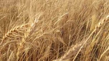 Bir altın buğday tarlası süpürme manzarası, her biri olgun tahıl ile ağır sap ve meltemde bükülme; tahıl başları dalgalar gibi dalgalanır ve sap dokusu görünür.