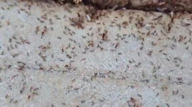 Aşırı yakın çekimler, bazıları kanat taşıyan işçi ve askerlerin yan yana yürüdüğü bir turuncu karınca kolonisini gözler önüne seriyor. Detaylı çekimler vücut bölümlerinin, bacaklarının, çene kemiklerinin hareketlerini vurgular.